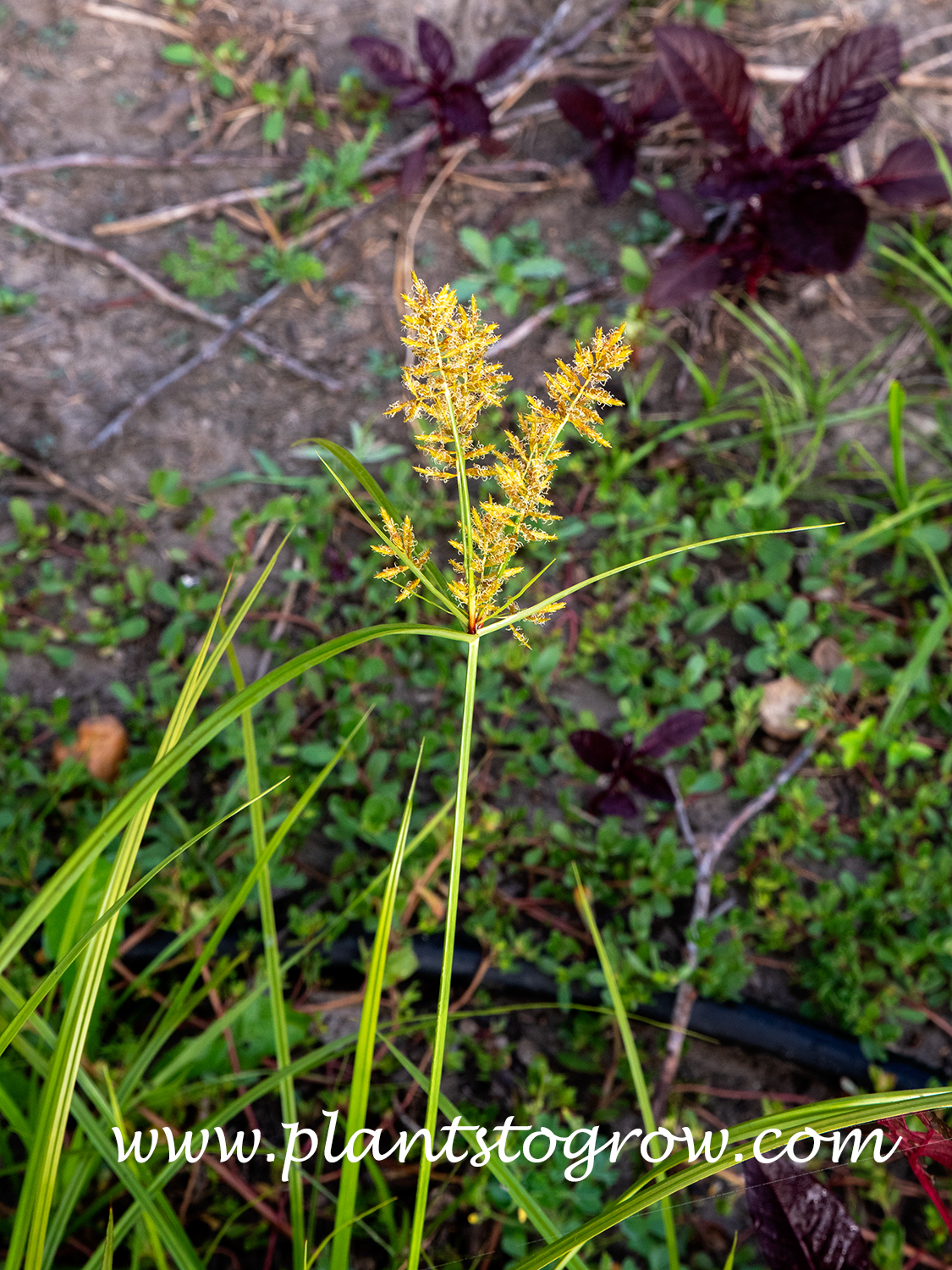 Yellow Nutsedge (Cypress esculentus) 
The yellow flower is formed by clusters of bottle brush-like clusters.